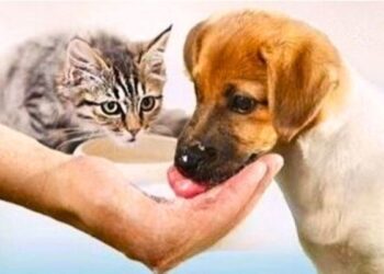 BBP GAZİANTEP İL BAŞKANLIĞI’NDAN AFİŞ ÇALIŞMASI