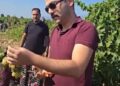 KAYMAKAM OĞUZTÜRK ÜZÜM HASADINDA