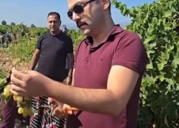 KAYMAKAM OĞUZTÜRK ÜZÜM HASADINDA